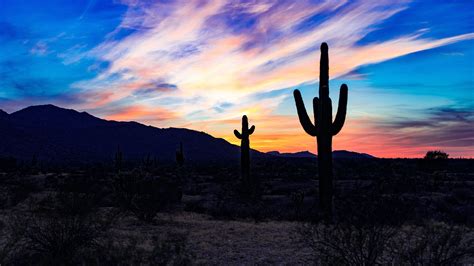 cactus desert sunset|cactus desert wallpaper.